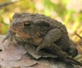 Succès du chantier participatif en faveur des amphibiens de Sorques !