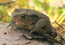 Succès du chantier participatif en faveur des amphibiens de Sorques !