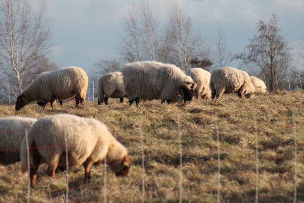 Chantier de soutien au projet pastoral de la plaine de Champ Minette