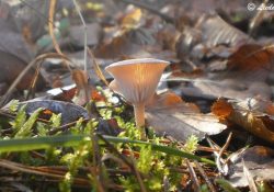 Qu’est-ce qu’un Champignon ?