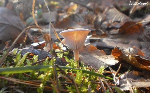 Qu’est-ce qu’un Champignon ?