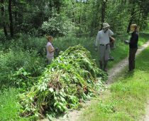 Chantier balsamine juillet 2016 (10)