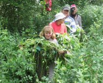 Chantier balsamine juillet 2016 (11)