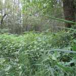 Chantier Balsamine Villeron