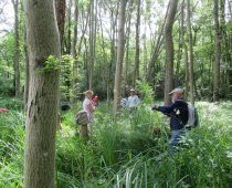 Chantier balsamine juillet 2016 (4)