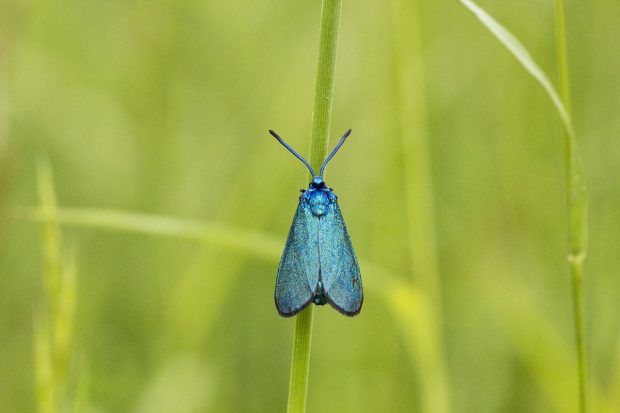 Sortie botanique et entomologique