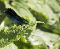 Insecte_Calopteryx-virgo