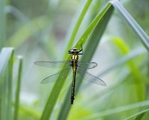 Insecte_Gomphus-vulgatissimus