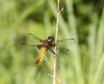 Insecte_Libellula-depressa-(1)