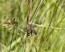 Insecte_Panorpa-vulgaris-(2)