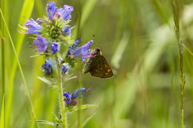 Sortie découverte de la biodiversité du cimetière de Fontainebleau