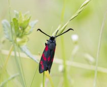 Insecte_Zygaena-filipendulae