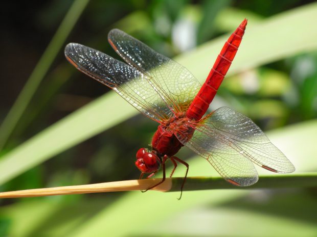 Sortie entomologique