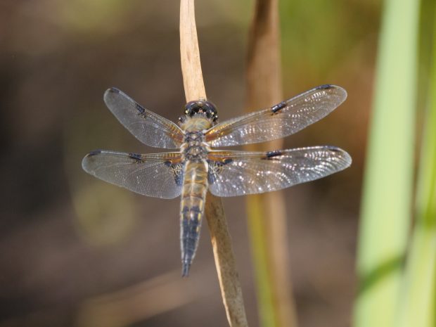 Sortie botanique et entomologique