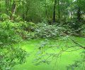 Pollution en forêt de Fontainebleau – communiqué de presse ANVL