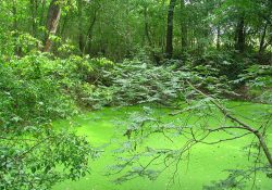 Pollution en forêt de Fontainebleau – communiqué de presse ANVL