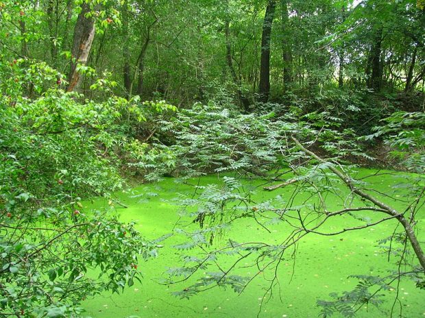 Pollution en forêt de Fontainebleau – communiqué de presse ANVL