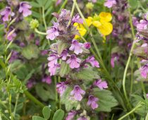 Plante_Ajuga-reptans