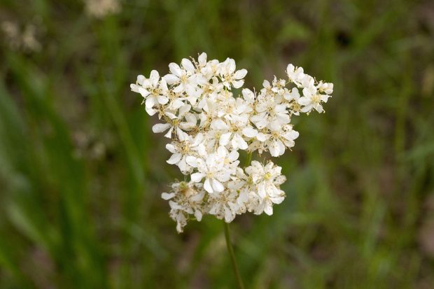 Sortie de découverte des plantes sauvages comestibles en hiver