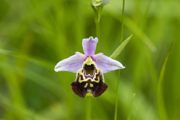 Sortie découverte des orchidées