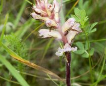 Plante_Phelipanche-purpurea