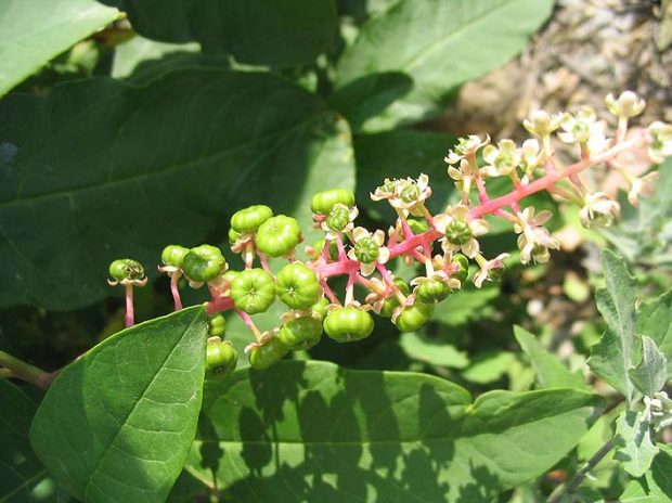 Espèces végétales invasives