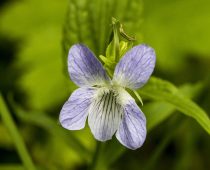 Plante_Viola-elatior-(4)