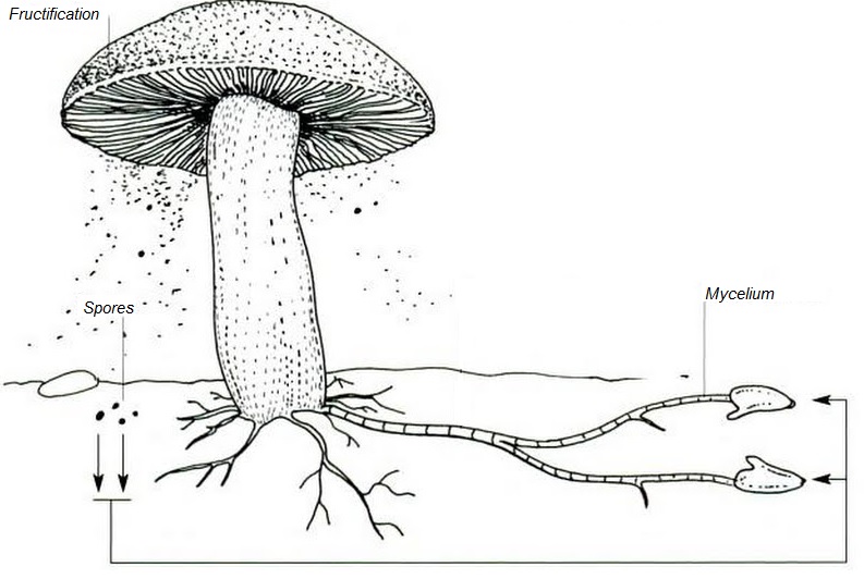 Morphologie du champignon, reconnaissance du champignon typique