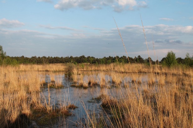 Sortie de découverte des réserves biologiques et des milieux du massif de Fontainebleau
