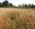 Actus sur le site Natura 2000 du massif de Fontainebleau