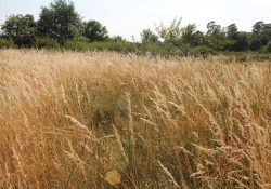 Actus sur le site Natura 2000 du massif de Fontainebleau