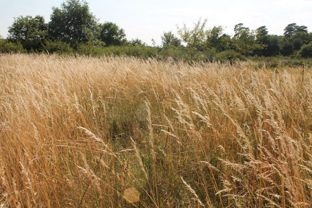 Actus sur le site Natura 2000 du massif de Fontainebleau