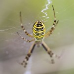 Arachnides