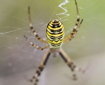 Arachnide_Argiope bruennichi