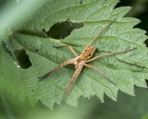 Arachnide_Pisaura mirabilis