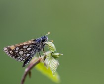 Insecte_Carterocephalus palaemon