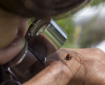 Insecte_Coccinella septempunctata (2)