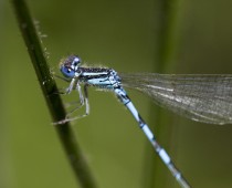 Insecte_Coenagrion scitulum (1)