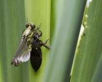 Insecte_Gomphus pulchellus emergence