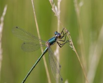 Insecte_Lestes dryas