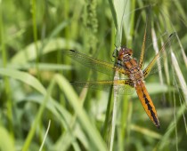 Insecte_Libellula fulva