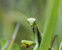 Insecte_Mantis religiosa