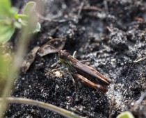 Insecte_Myrmeleotettix maculatus