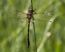 Insecte_Oxygastra curtisii