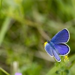 Insectes