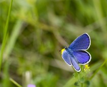 Insecte_Plebejus argyrognomon