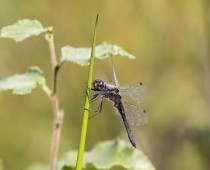 Insecte_Sympetrum danae (2)