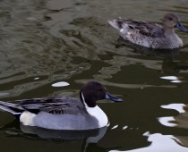 Oiseau_Canard pilet