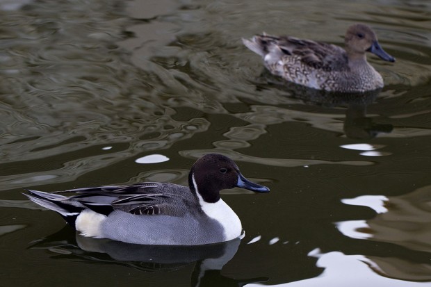 observations des oiseaux de la Bassée