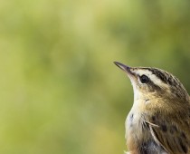 Oiseau_Phragmite des joncs